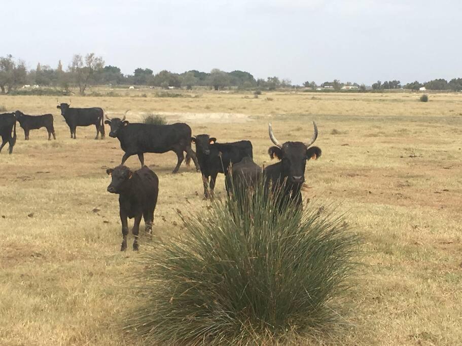 "Le Nature" Camargue Jardin Arles Eksteriør billede